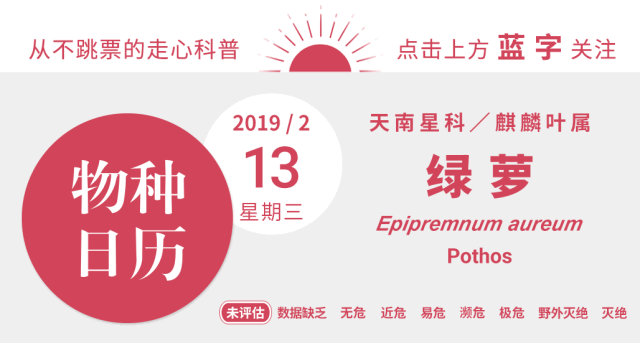 绿萝那么好养活，为什么就不开花呢？