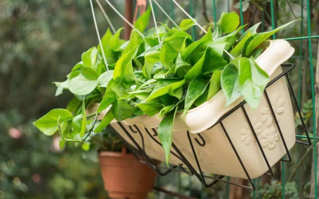 怎么种植绿箩_绿箩种植技术_怎样种植绿萝绿萝的栽培技术