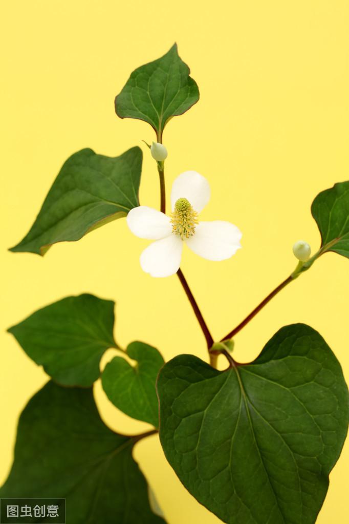 折耳根种植技术及产量_怎样种植拆耳根_种植折耳根视频