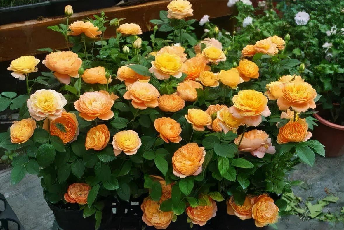 月季的种植技术_大月季怎么种植技术_月季种植技术大全图解