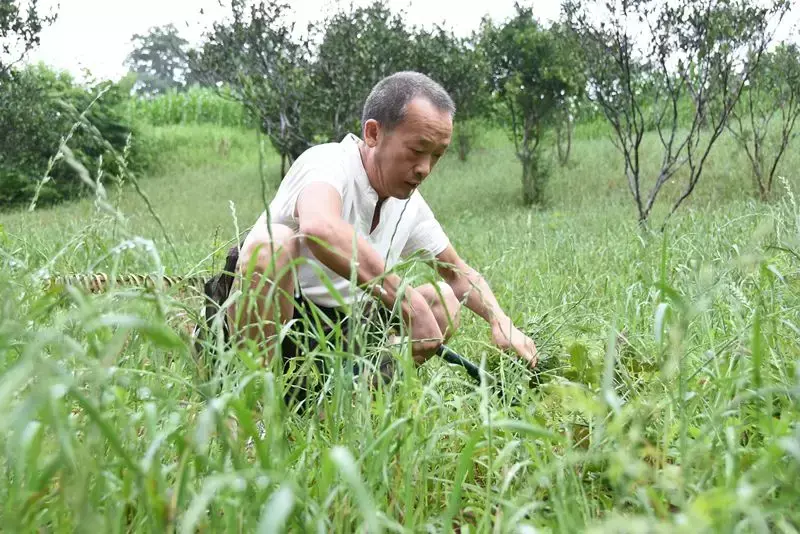 它药食两用原产于南美洲，余庆也有人养殖，并且······