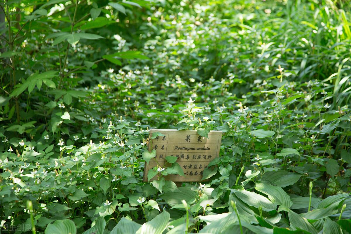折耳根种植技术及产量_则耳根种植_种植折耳根视频