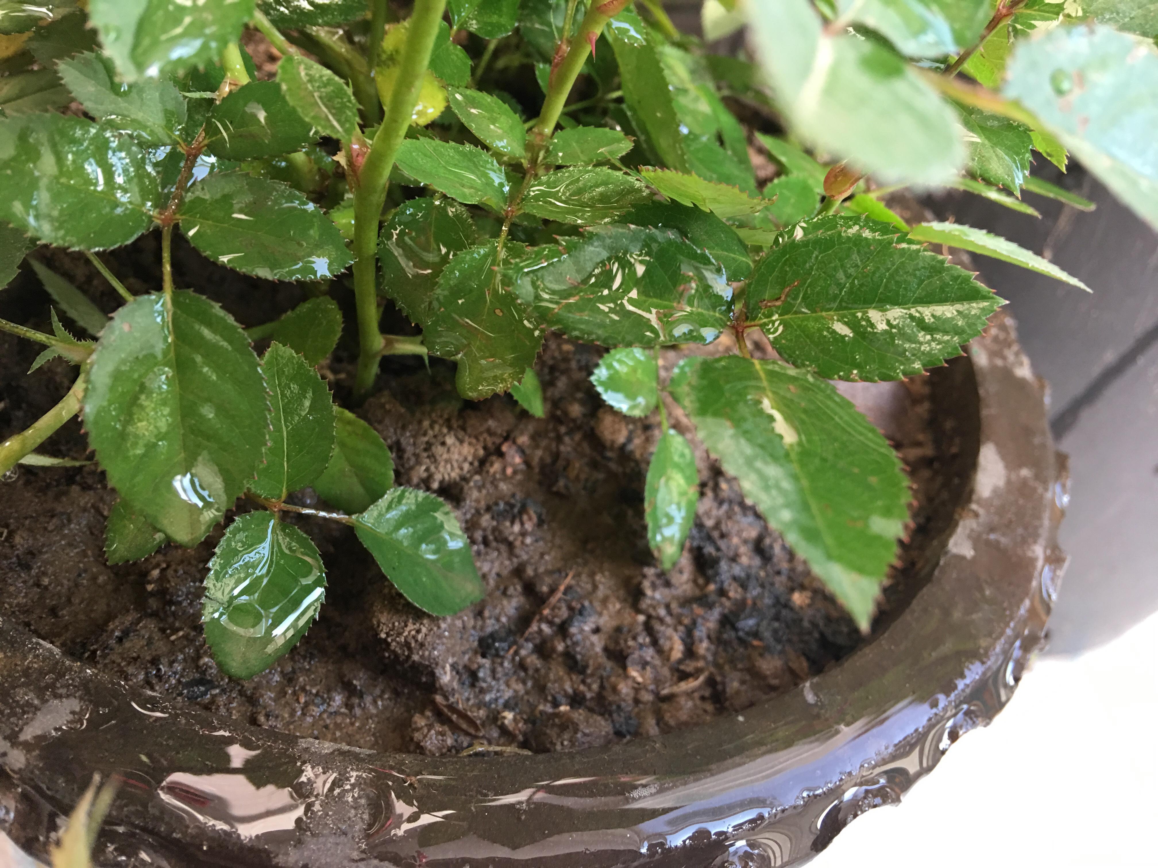 月季种植技术大全_大月季怎么种植技术_月季种植技术大全图解