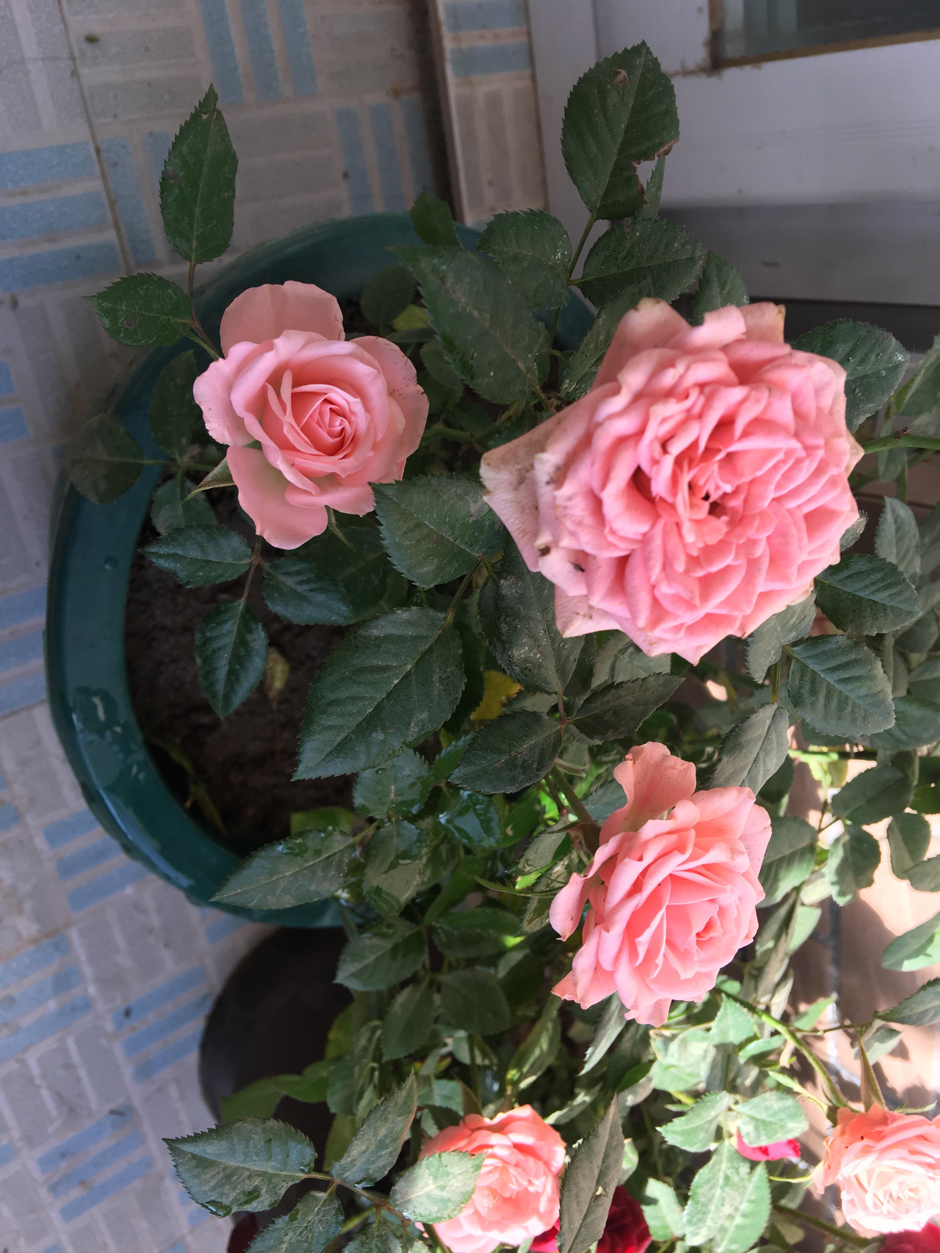 月季种植技术大全图解_月季种植技术大全_大月季怎么种植技术