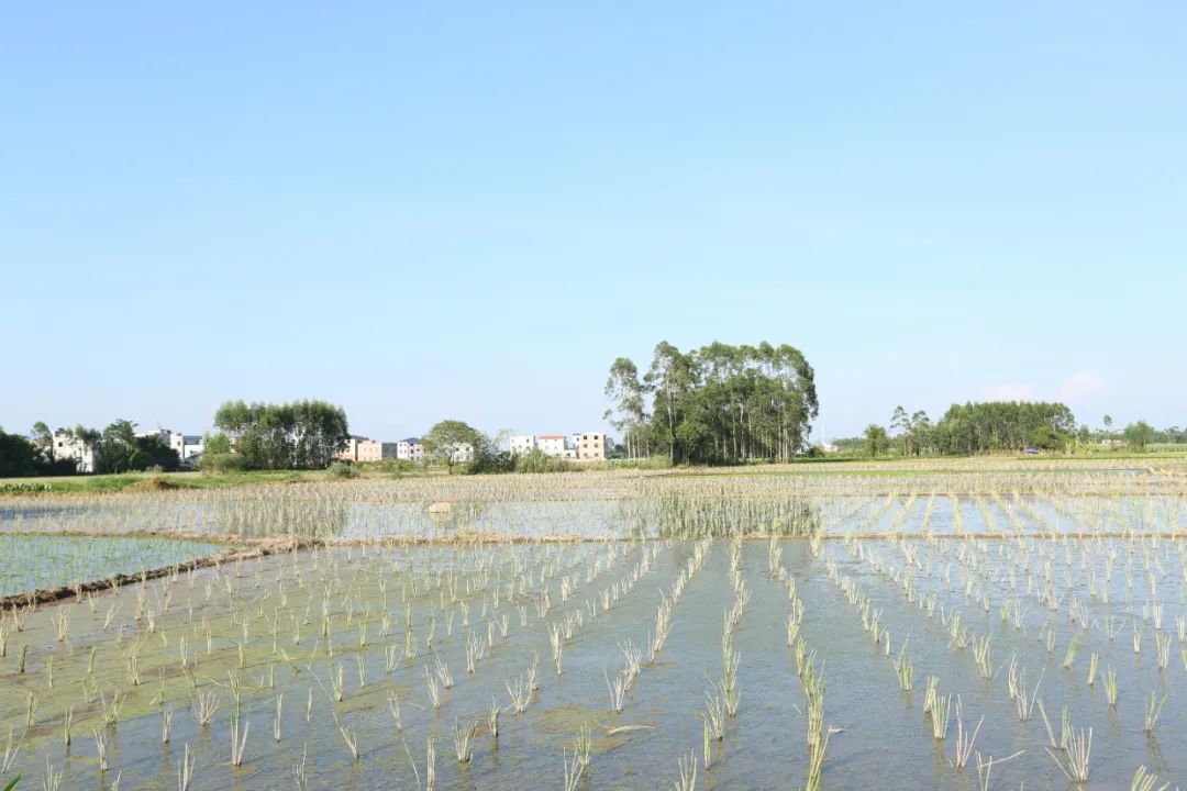 水仙种植_水仙种植致富_水仙种植技术