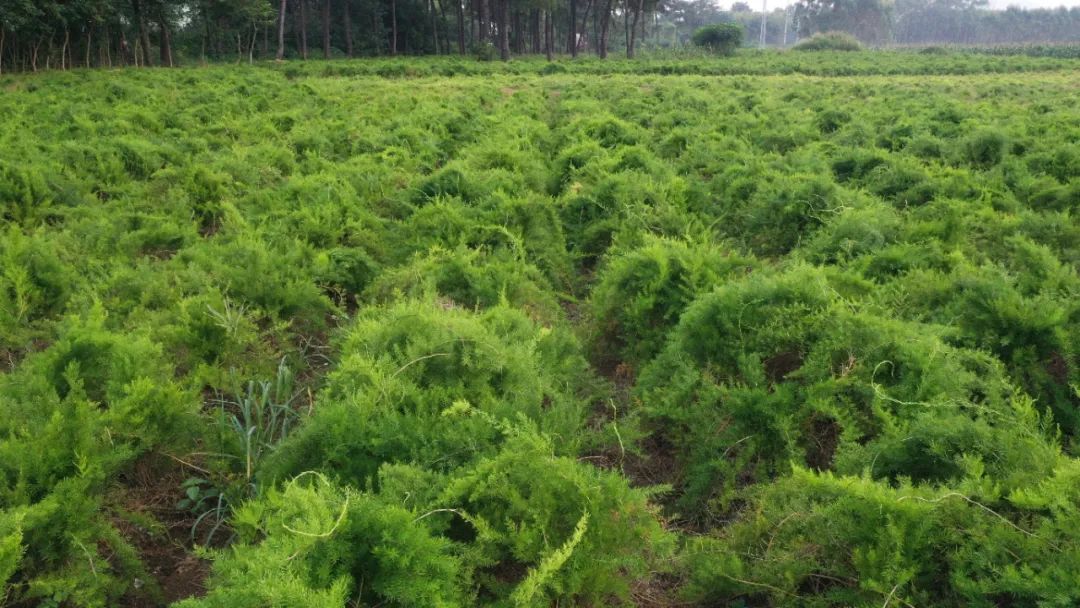 水仙种植技术_水仙种植_水仙种植致富