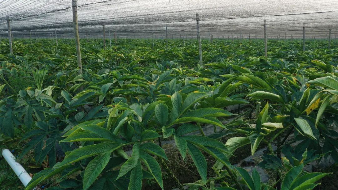水仙种植致富_水仙种植技术_水仙种植
