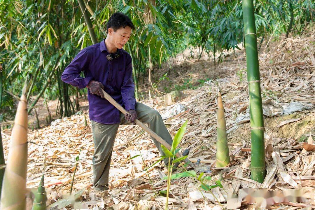 笋种植_竹笋种植视频_致富笋种植视频