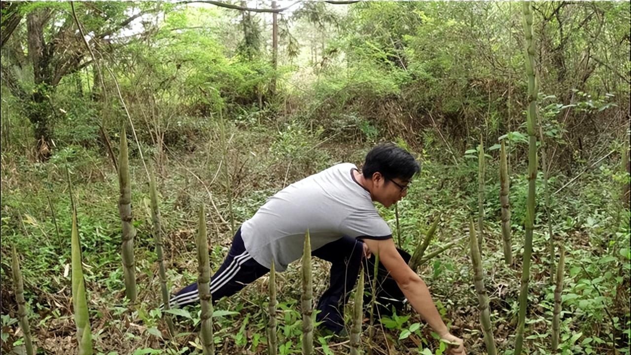 竹笋种植视频_笋种植_致富笋种植视频