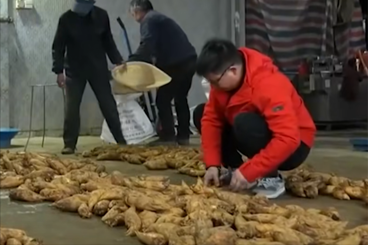 致富笋种植视频_竹笋致富经_笋种植
