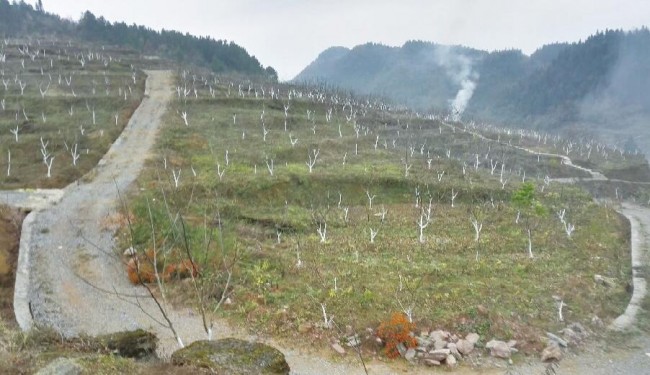 种核桃的视频_核桃种植收益怎么样_种植核桃致富视频