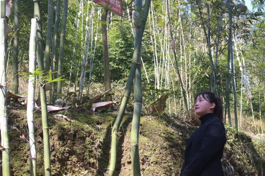视频致富竹子种植视频大全_种竹子的视频_致富竹子种植视频