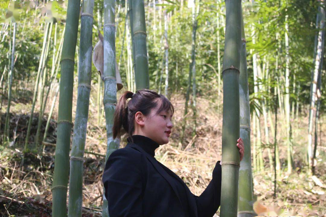 种竹子的视频_视频致富竹子种植视频大全_致富竹子种植视频