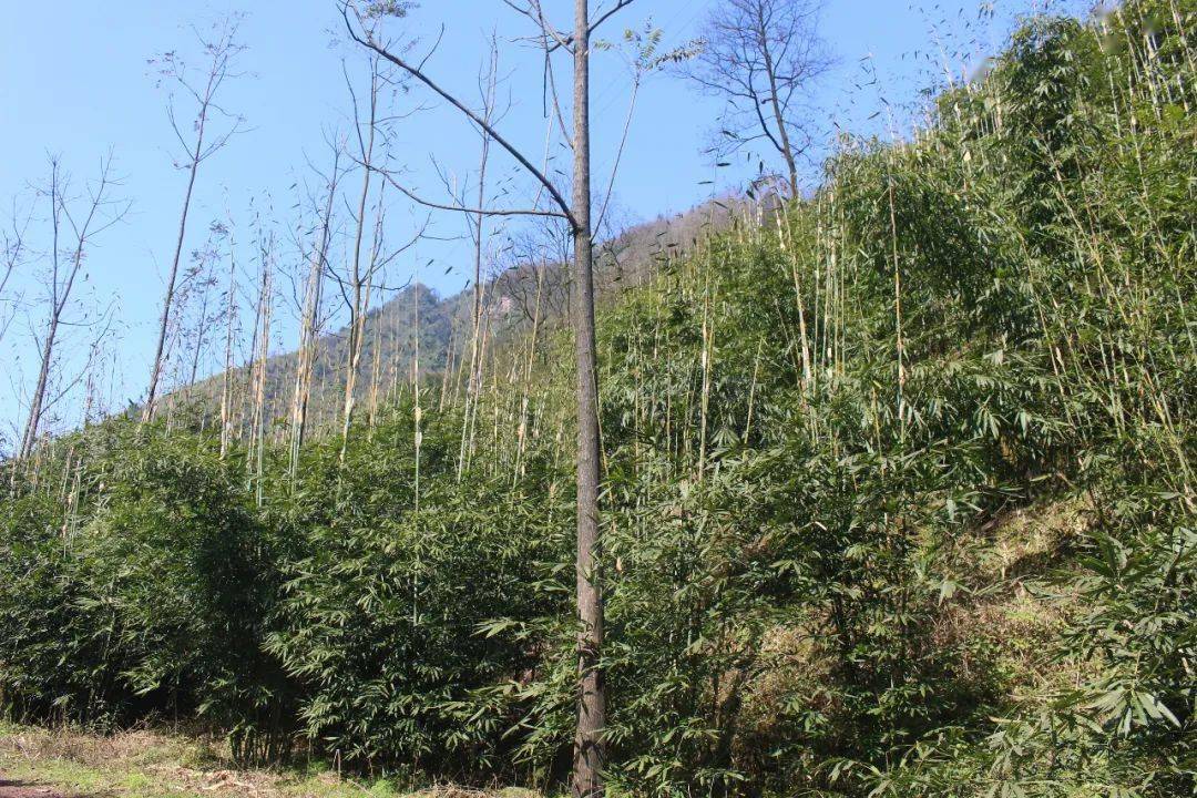 致富竹子种植视频_视频致富竹子种植视频大全_种竹子的视频