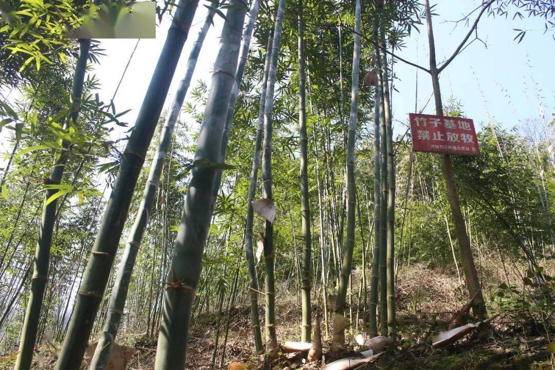 视频致富竹子种植视频大全_致富竹子种植视频_种竹子的视频