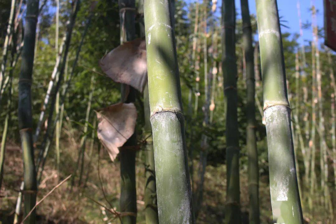 致富竹子种植视频_种竹子的视频_视频致富竹子种植视频大全