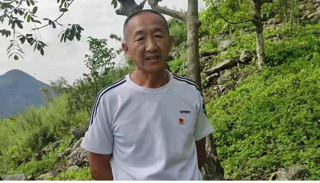 核桃种植收益怎么样_核桃种植技术视频教程_种植核桃致富视频