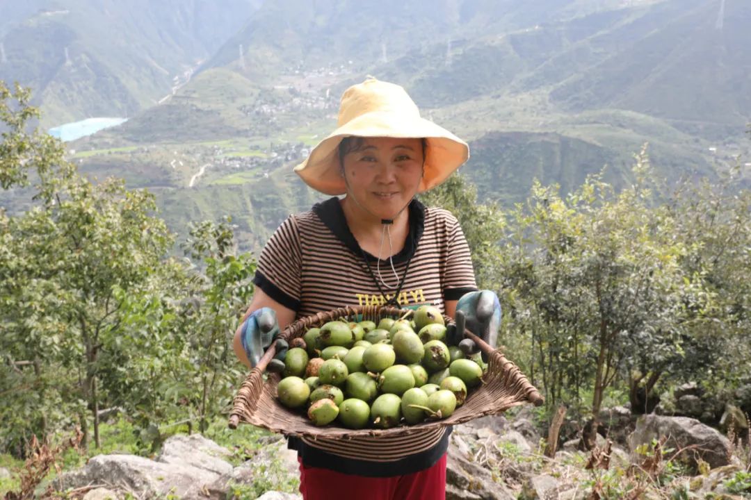 核桃种植技术视频教程_种植核桃致富视频_核桃种植收益怎么样