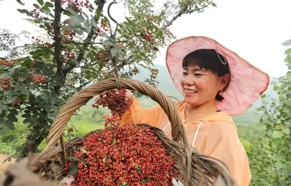 种植致富经_种植致富案例_种植致富项目骗局