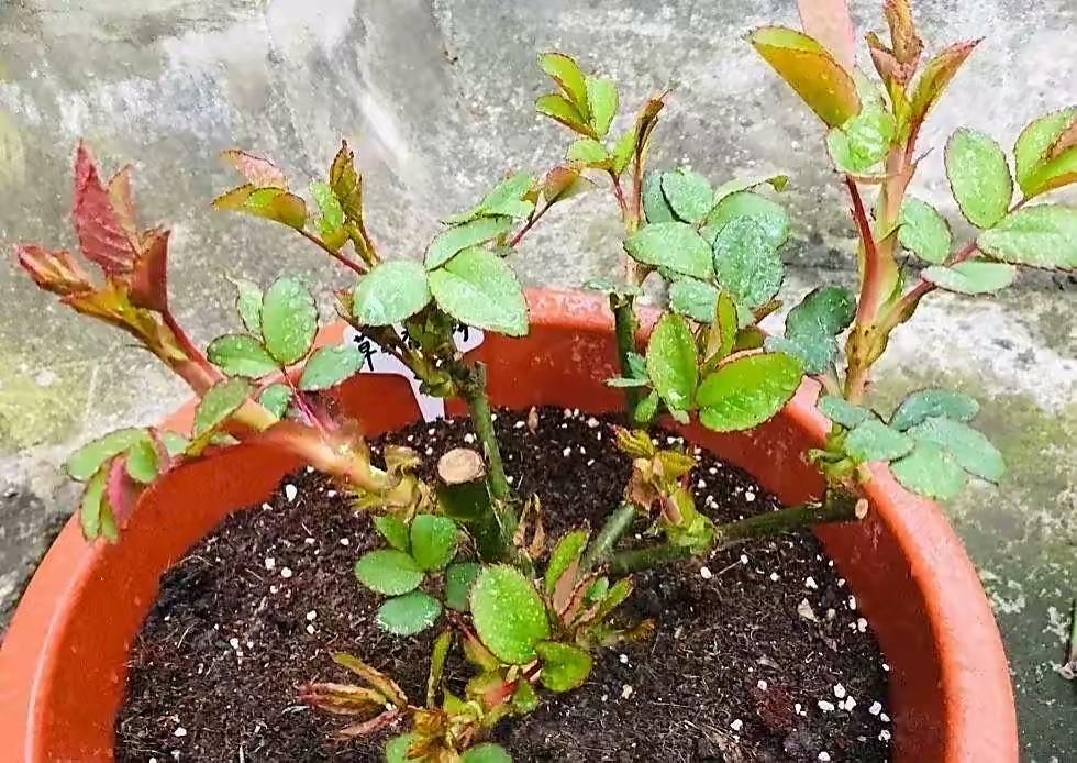 大月季怎么种植技术_月季种植技术大全视频_月季种植指南