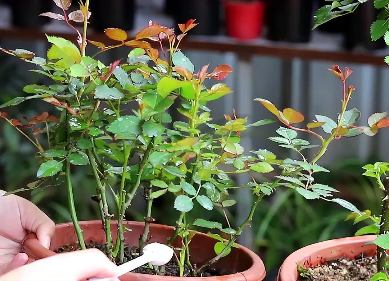 月季种植技术大全视频_月季种植指南_大月季怎么种植技术