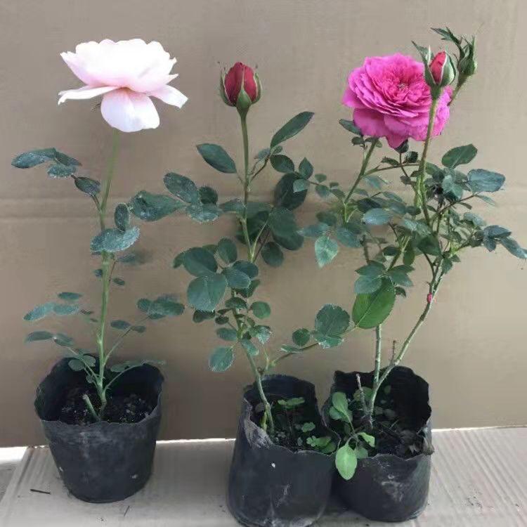 大月季怎么种植技术_月季种植指南_月季种植技术大全视频
