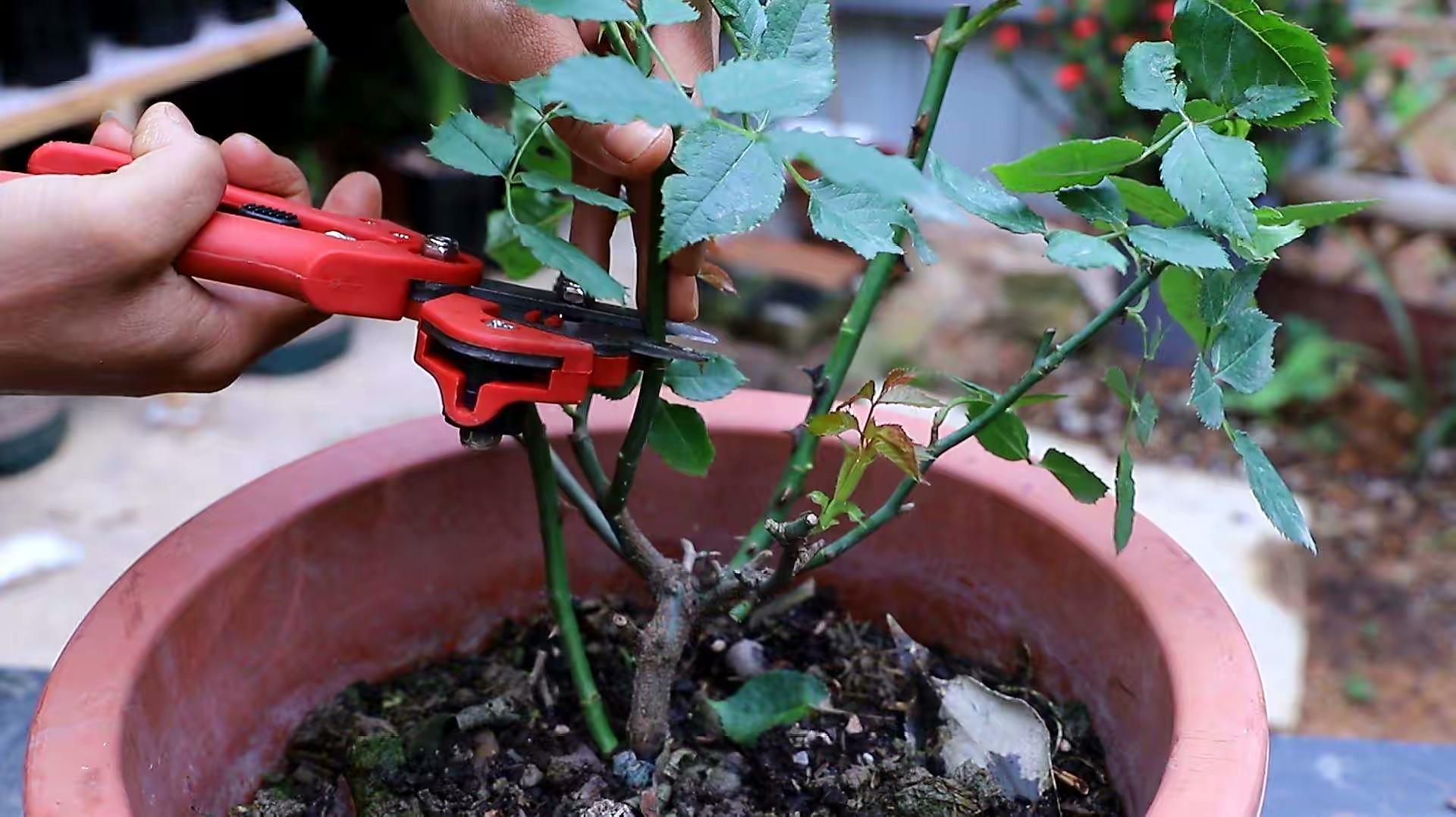 大月季怎么种植技术_月季种植指南_月季种植技术大全视频