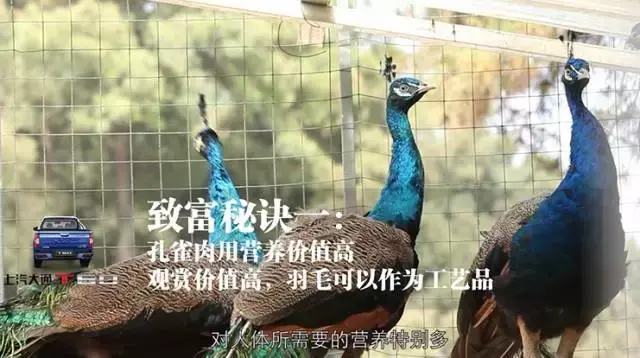 孔雀王子成功的致富终极秘诀，从好看到好吃