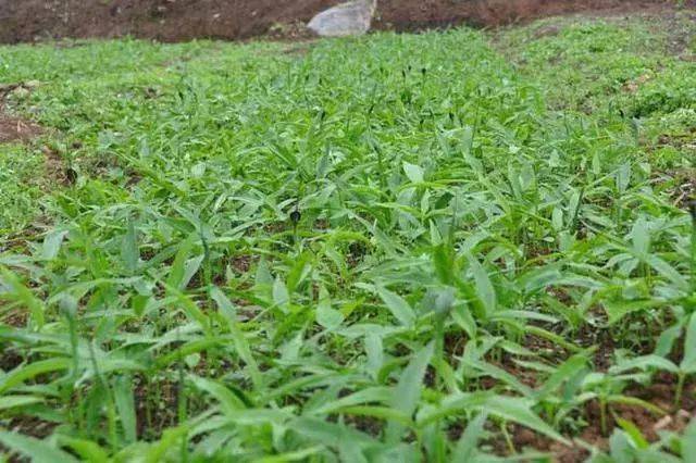 种粮食赚钱吗_种植粮食致富项目_致富粮食种植项目介绍