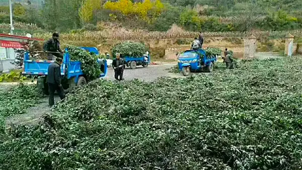 致富经：宜君艾草种植带动康养产业发展