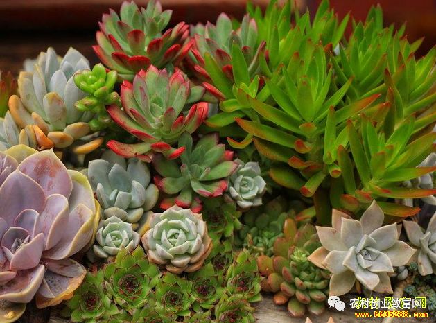 致富种植家庭内容怎么写_室内种植致富_家庭内种植致富