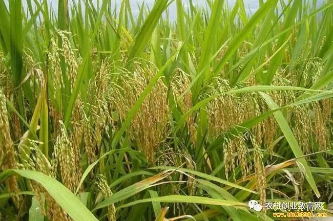 家庭内种植致富_致富种植家庭内容怎么写_室内种植致富