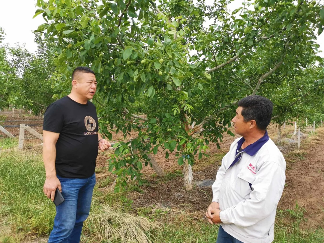 种核桃的视频_种植核桃致富视频_核桃种植技术视频教程