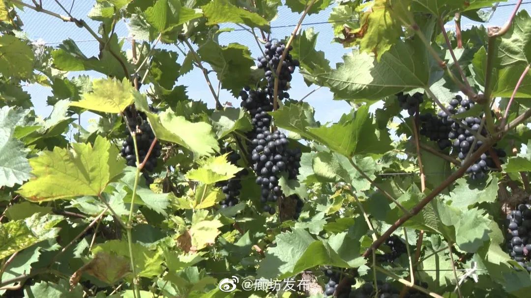 致富种植葡萄农村图片大全_农村种植葡萄致富_农村种葡萄有什么商机
