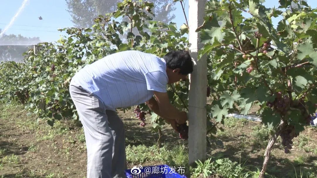 致富种植葡萄农村图片大全_农村种植葡萄致富_农村种葡萄有什么商机