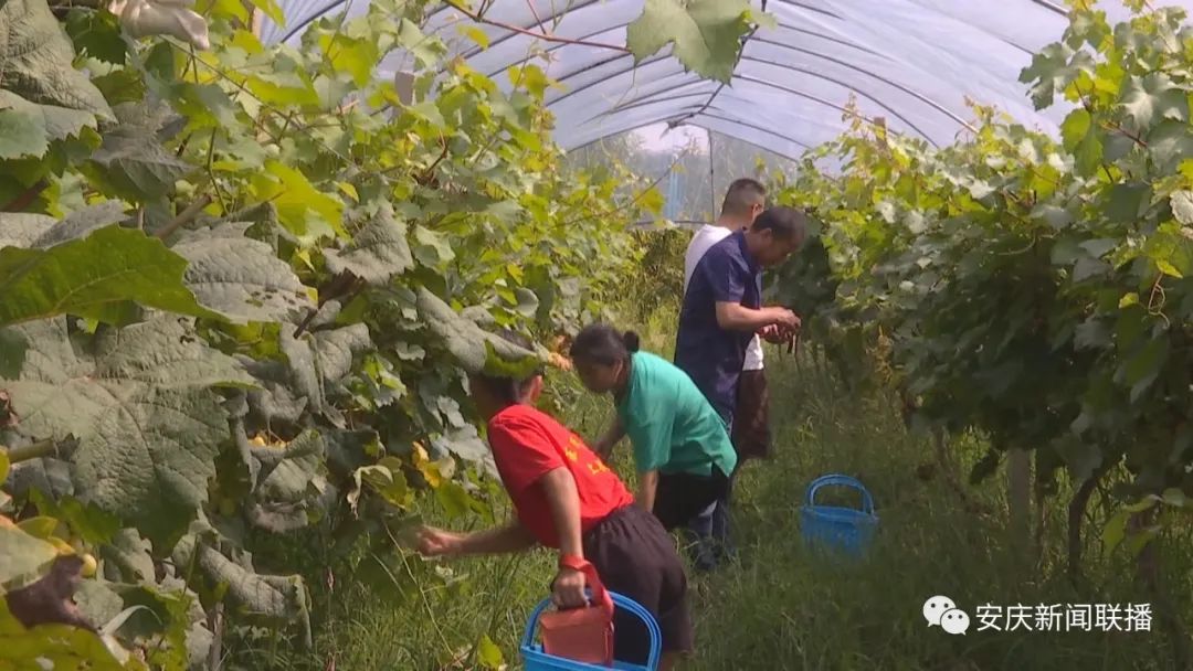 农村种植葡萄致富_致富种植葡萄农村图片大全_致富种植葡萄农村视频