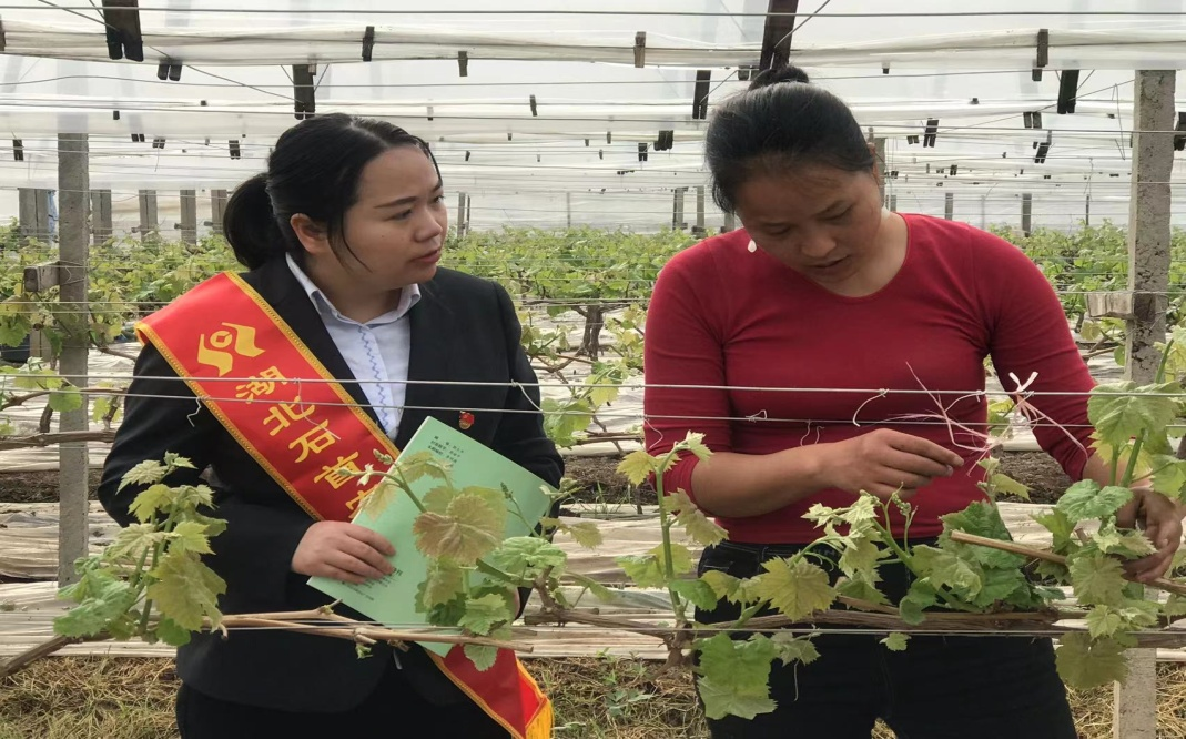 农村种植葡萄致富_农村种葡萄有什么商机_致富种植葡萄农村视频