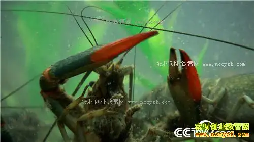 [致富经]广东佛山张铭华养殖蓝色澳洲淡水龙虾年入800万
