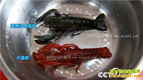 致富经：爱美男人遭遇蓝色诱惑之后(20170330)