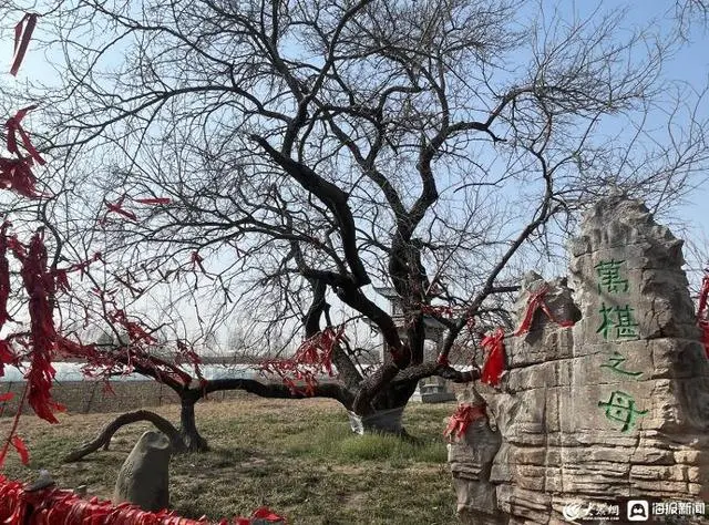 桑黄种植致富_种植桑黄效益如何_种植桑黄能赚钱吗