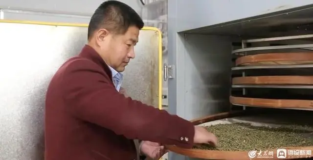 种植桑黄效益如何_桑黄种植致富_种植桑黄能赚钱吗