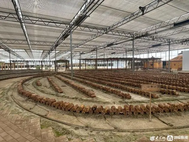 桑黄种植致富_种植桑黄能赚钱吗_种植桑黄效益如何