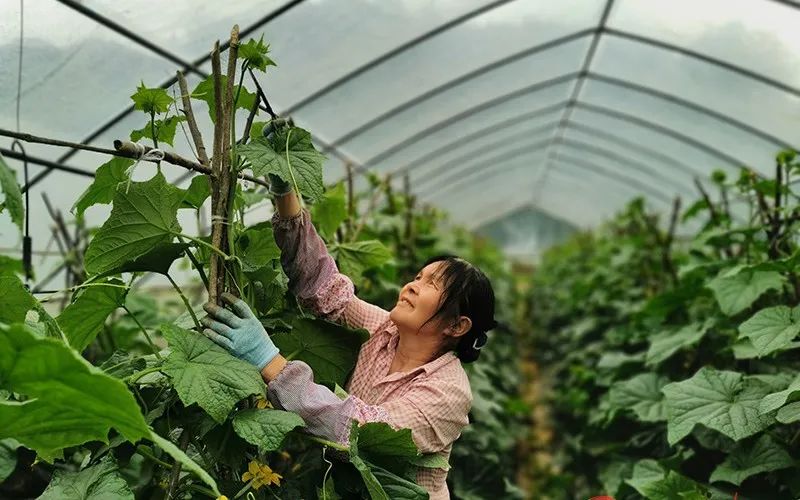 致富经卖芽苗菜种子_致富经芽苗菜种植视频_致富经芽苗菜的故事