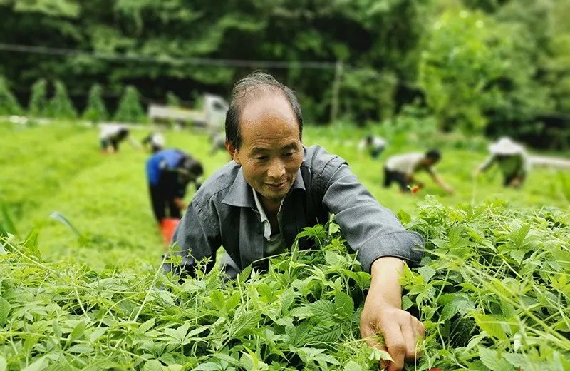 致富经芽苗菜种植视频_致富经芽苗菜的故事_致富经卖芽苗菜种子