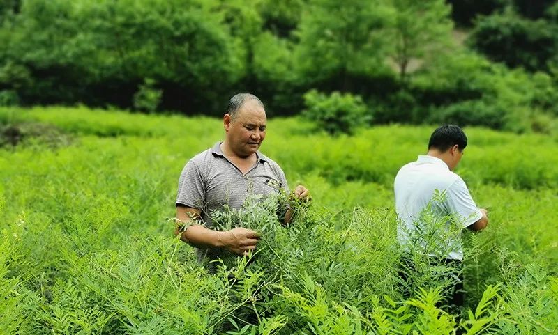 致富经芽苗菜种植视频_致富经卖芽苗菜种子_致富经芽苗菜的故事