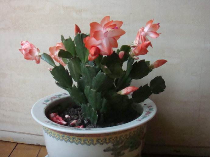 蟹爪莲的种法_蟹爪莲的养殖技术_如何养植蟹爪莲