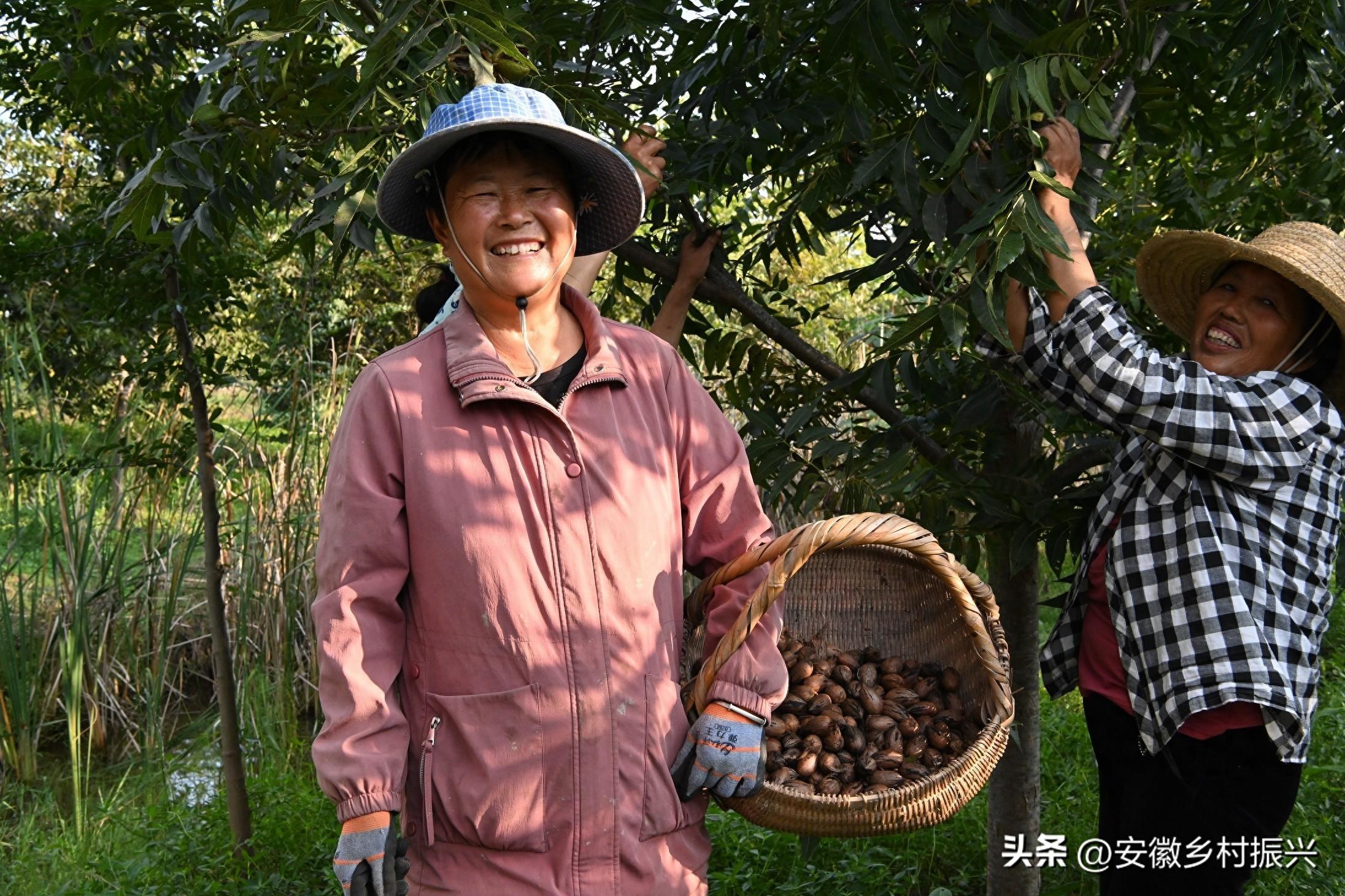 农民致富种植项目_农民致富经 种植树_农村种植致富