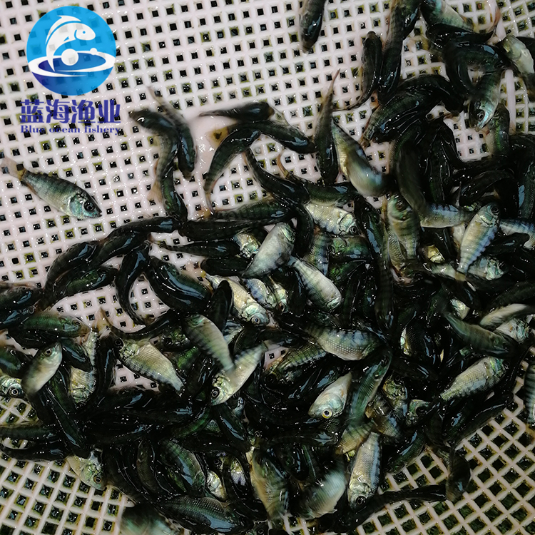 珠海青吉富罗非鱼苗养殖场 吉富罗非鱼苗 质量好 产量高