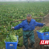 两稻一蔬 大通湖区种植新模式 既保群众“粮袋子”又保农民“钱袋子”