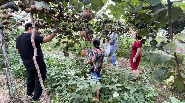 致富好项目种植_种植致富经_种植果苗致富图片